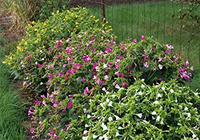 Cultivarea semințelor de Mirabilis