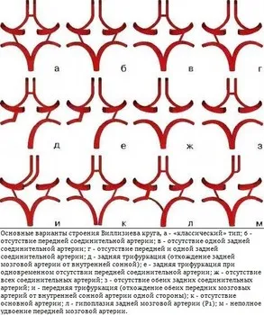 Structura de cerc Willis și modul de dezvoltare