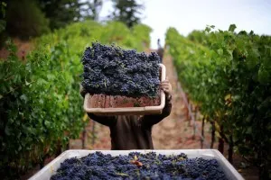 Vin Pino Nuar - născut în France, este recunoscut în întreaga lume