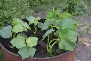 Cultivarea castravete într-un butoi de metode de plantare, soiurile de castraveți pentru butoaie, metoda Ganichkina, foto și video