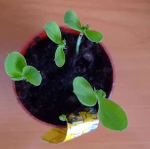 Cultivarea mazăre dulce din semințe pe balcon la domiciliu (foto și video sfaturi)