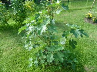 Grow smochine acasă și pe parcela (smochine cresc semințe) Cultivăm smochine acasă și pe teren