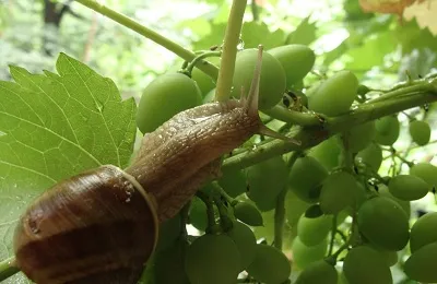 Melc de îngrijire, care mănâncă și reproducție în casă