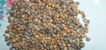 Cultivarea ridiche în sere sau vitamine pe tot parcursul anului (tehnologie în creștere ridichi cu efect de seră) Cultivarea ridiche în sere sau vitamine pe tot parcursul anului