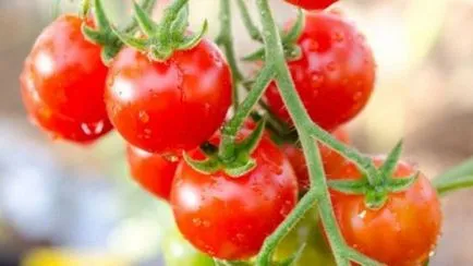 Cultivarea tomate pe pervazul ferestrei în timpul iernii