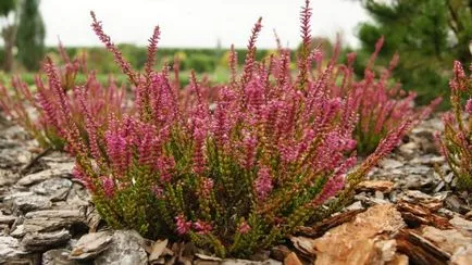 Cultivarea iarbă neagră - plantarea și îngrijirea de iarbă neagră