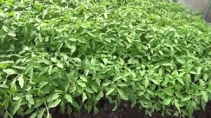 Transplantarea de tomate în seră