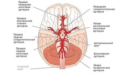 Structura de cerc Willis și modul de dezvoltare