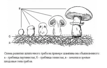 ciuperci în creștere la tehnologia de acasă