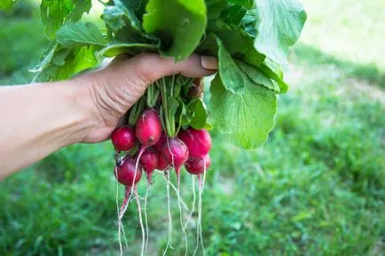 Cultivarea ridichi într-o seră