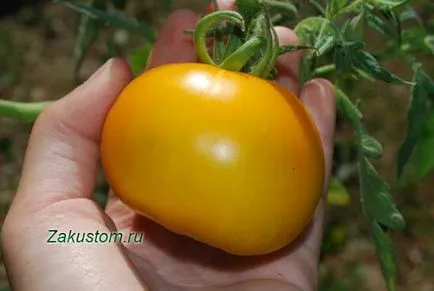 Cultivarea tomate - tot ce trebuie să știți un site țară