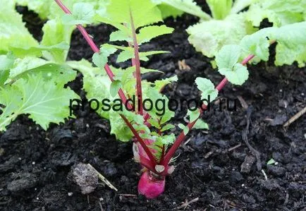 Cultivarea ridichi într-o seră în datele paturi de iarnă lățime și de plantare, clipuri video și fotografii (seră) Cultivarea ridichi într-o seră în timpul iernii lățime de paturi și de plantare date, video și fotografii
