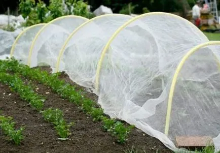 Transplantarea de tomate în seră (răsad) Transplantarea de tomate în seră