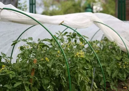 Transplantarea de tomate în seră