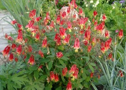 Cultivarea Aquilegia de plantare și îngrijire (65 poze), în câmp deschis, de clasă, acasă, de la