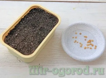 Cultivarea ardei din semințe la domiciliu (acasa) Cultivarea ardei din semințe la domiciliu