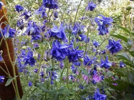 Cultivarea Aquilegia de plantare și îngrijire (65 poze), în câmp deschis, de clasă, acasă, de la