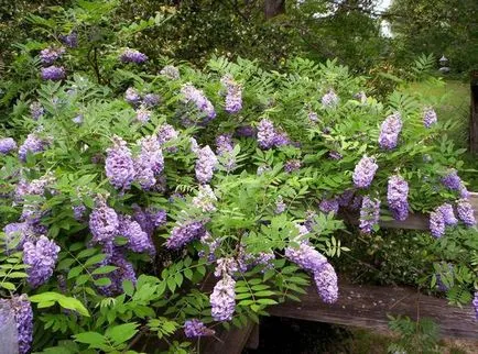 Cultivarea și Grija pentru glicină (culoarul din mijloc România) Cultivarea și Grija pentru wisteria