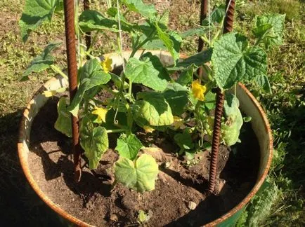 Cultivarea castravete într-un butoi de metode de plantare, soiurile de castraveți pentru butoaie, metoda Ganichkina, foto și video