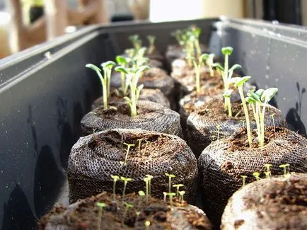 Cultivarea răsadurilor de legume; semănat semințe de răsaduri în ianuarie și februarie, cum să crească răsaduri de legume (culturi) Cultivarea răsadurilor de legume; semănat semințe de răsaduri în ianuarie și februarie, cum să crească răsaduri de legume