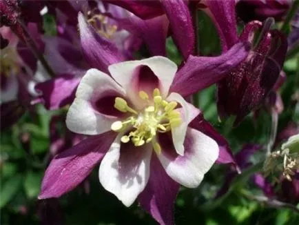 Cultivarea Aquilegia de plantare și îngrijire (65 poze), în câmp deschis, de clasă, acasă, de la