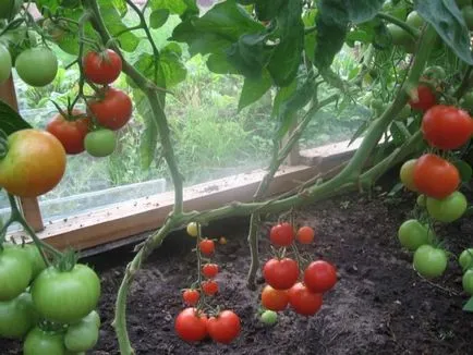 Transplantarea de tomate în seră