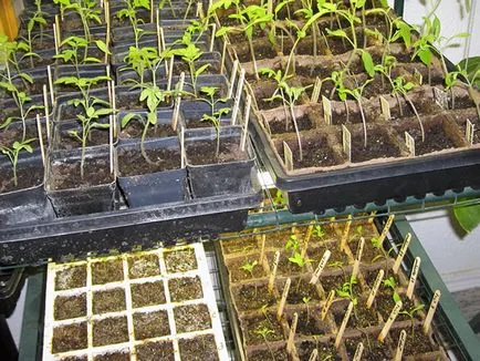 Cultivarea răsadurilor de legume; semănat semințe de răsaduri în ianuarie și februarie, cum să crească răsaduri de legume (legume) Cultivarea răsadurilor de legume; semănat semințe de răsaduri în ianuarie și februarie, cum să crească răsaduri de legume
