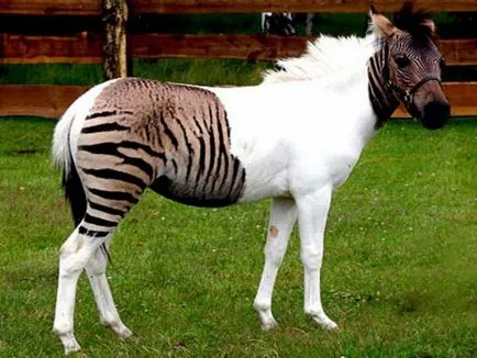 Geeks - oameni sau animale
