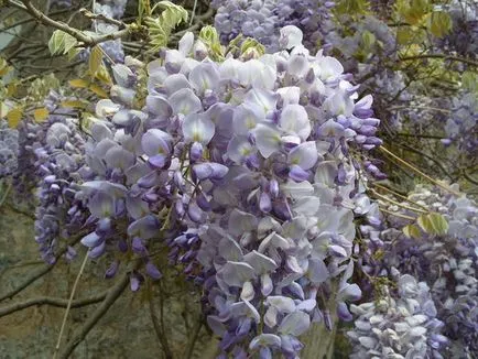 Cultivarea și Grija pentru wisteria (Wisteria) Cultivarea și Grija pentru wisteria