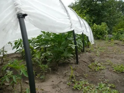 Transplantarea de tomate în seră (tomate) Transplantarea de tomate în seră