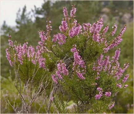 Cultivarea iarbă neagră - plantarea și îngrijirea de iarbă neagră