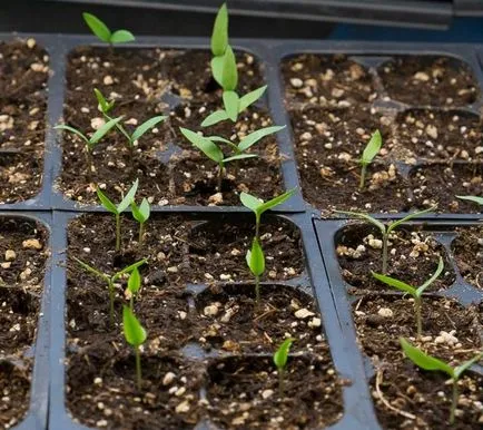 Cultivarea de varza piper acasă, la cald, foto, video