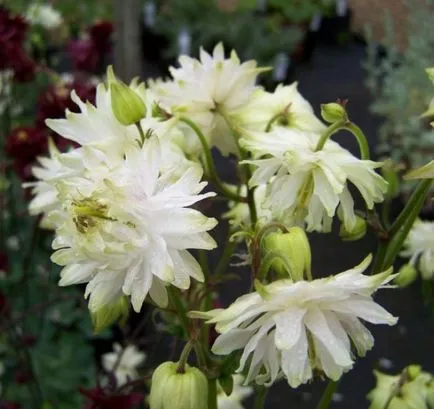 Cultivarea Aquilegia de plantare și îngrijire (65 poze), în câmp deschis, de clasă, acasă, de la