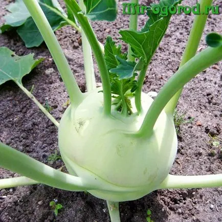 Cultivarea varză creață în teren deschis (sol) Cultivarea varză creață în teren deschis