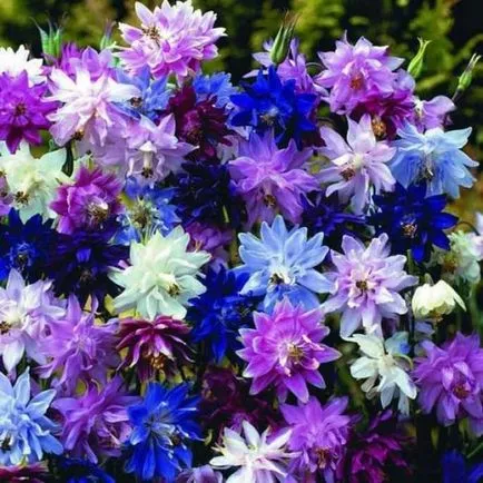Cultivarea Aquilegia de plantare și îngrijire (65 poze), în câmp deschis, de clasă, acasă, de la