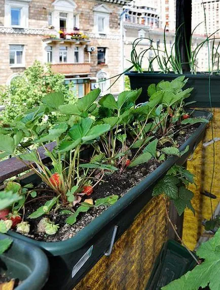 Cultivarea căpșuni în casă 1