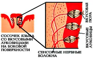 Vkusoterapiya, gust muguri