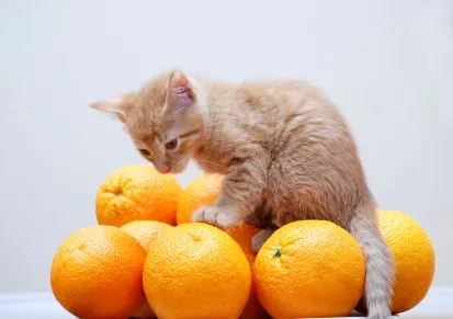 Vitamine pentru pisici de la căderea părului - nutriție adecvată pisica și pisici (blană) Vitamine pentru pisici de la căderea părului - nutriție corectă pisica și pisica