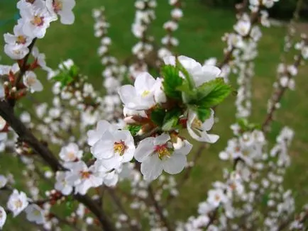 Prunus tomentosa