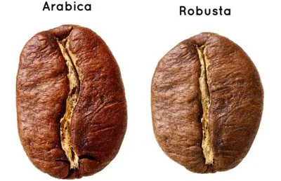 Este cafea rău și ce se întâmplă dacă bei prea mult din ea