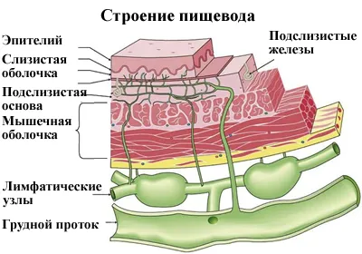 Inflamarea simptomele esofagului si tratament, remedii populare