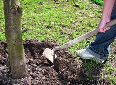 plantare pâslă cireșe și îngrijire, cultivare, proprietăți utile și contraindicații