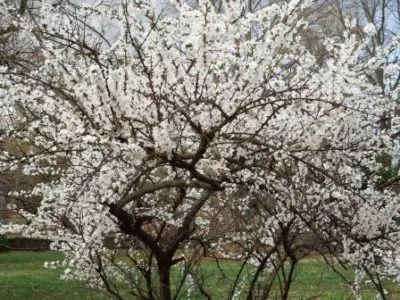 plantare pâslă cireșe și îngrijire, cultivare, proprietăți utile și contraindicații