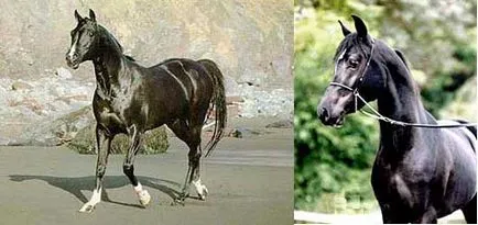 Corbi se potrivi cu toți caii călări pe cai negri