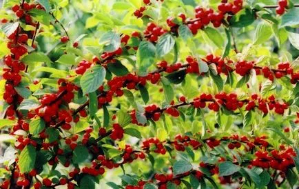 cherry Felt - studiem caracteristicile raselor