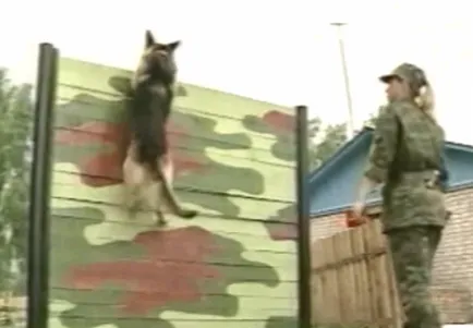câini militare - articol mândrie Armata