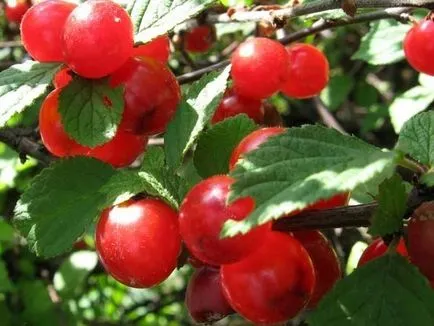 cherry Felt - studiem caracteristicile raselor