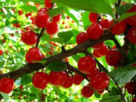 cherry Felt - studiem caracteristicile raselor