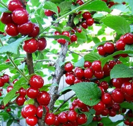 cherry Felt - studiem caracteristicile raselor