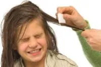 Lice sateliți persoane neplăcute drevnsheyshih ori (ori) Paduchii sunt companioni neplăcute om cu drevnsheyshih ori